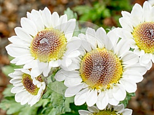 White daisies in an garden