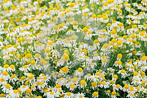 White daisies in the garden. Useful herbs and flowers. Flowerbed with wildflowers in a natural style. Piet Oudolf flower