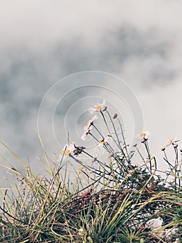 White daisies in the grass against the background of fog