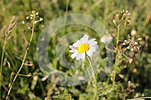 White daisies in the grass. Medical plant Ð¡amomile flowers on the meadow on a sunny day. Summer daisies field.