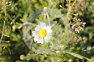 White daisies in the grass. Medical plant ÃÂ¡amomile flowers on the meadow on a sunny day. Summer daisies field.