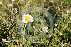 White daisies in the grass. Medical plant ÃÂ¡amomile flowers on the meadow on a sunny day. Summer daisies field.