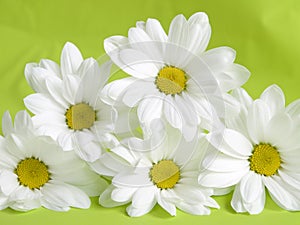 White daisies