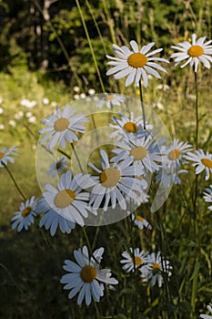 White daisies on green grass background