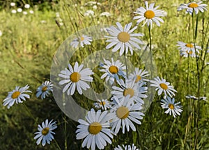 White daisies on green grass background