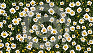 White daisies on a green grass background. Chamomile field.