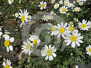 White daisies and green leaves