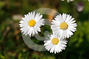 White daisies in a green meadow