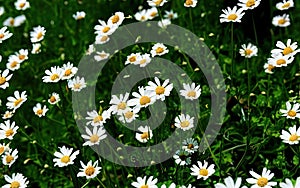 White daisies on a green meadow in the spring. Idyllic Meadow. Natural landscape with wild meadow flowers. Green grass and
