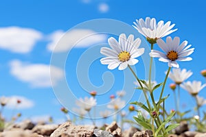 white daisies growing in a field against a blue sky