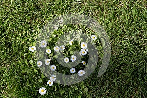 White Daisies growing in the grass