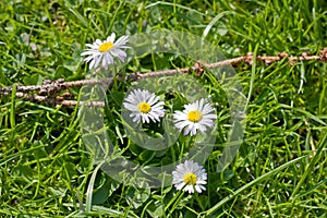 White daisies growth on green grass