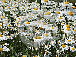 White daisies on the island in  Helsinki, Finland