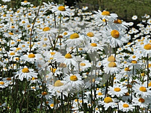 White daisies on the island in summer  Helsinki, Finland