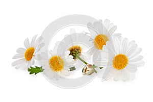 White Daisies isolated on white background, including clipping path without shade.