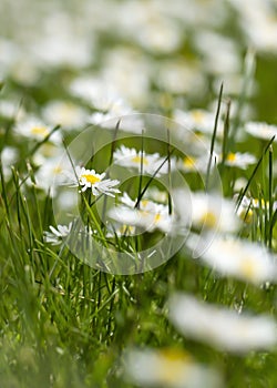 White daisies on a lawn