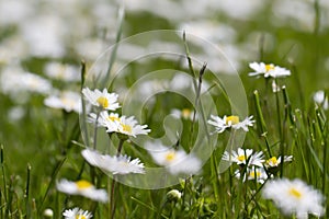 White daisies on a lawn