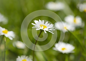 White daisies on a lawn