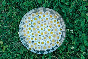 White daisies lie in the water in a round metal bowl on the green grass. Cleansing with camomile.