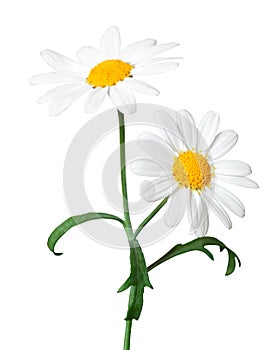 White Daisies Marguerite isolated on white background, including clipping path.