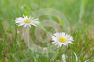 White daisies on meadow