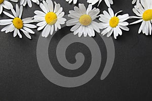 White daisies are medicinal plants on a black background with space for copyspace text. Herbs for Tea