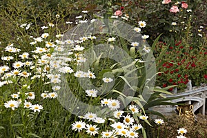 white daisies, red ground cover roses and spray roses