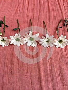 White daisies on a salmon colored blanket