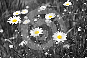 White daisies - selective desaturation