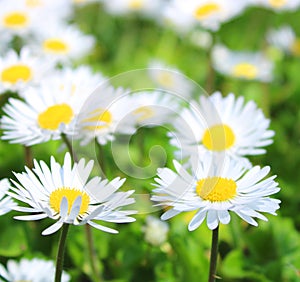 White daisies , sunny spring day in april, blooming wild daisy