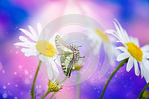 White daisies and swallowtail butterfly in sunlight .Beauty natural background in blue and pink tones with soft focus.