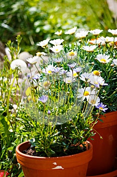 White daisies in terracotta pots in the garden
