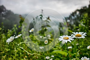 White Daisies White flowers meadow in the mountains