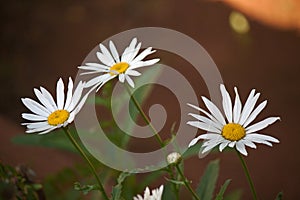 WHITE DAISIES WITH YELLOW CENTRES IN A GARDEN