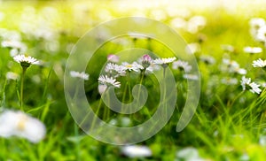 White daisies with yellow middle on the field on a sunny day.