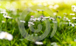 White daisies with yellow middle on the field on a sunny day. Abstract Spring Landscape