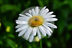 White daisy