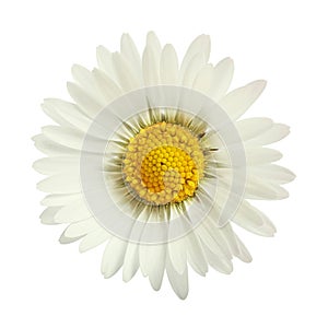 White daisy