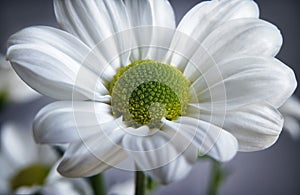 White Daisy