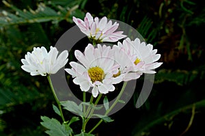 White daisy