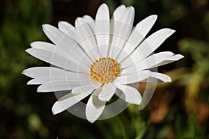 White daisy