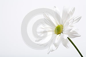 White daisy