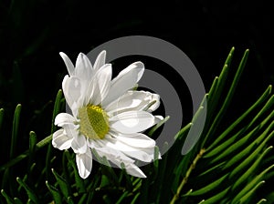 White Daisy, Black Background