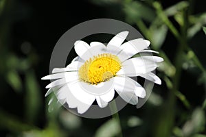 White Daisy at Botanical Garden