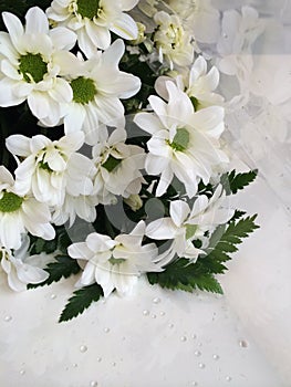 White Daisy Bouquet