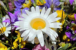 White daisy in a bouquet surrounded by wildflowers