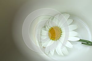 White daisy in a white bowl background. Love, Hope and strength concepts. Copy space