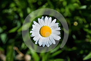 White daisy. Bright white daisy with a yellow heart on a blurred green background. The soft blurry focus