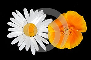 White Daisy And Calafornia Poppy Wildflower Close Up on a Black Background photo