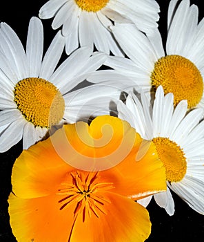 White Daisy And Calafornia Poppy Wildflower Close Up on a Black Background photo